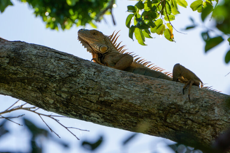 Costa Rica